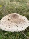 Stor kæmpeparasolhat - Macrolepiota procera