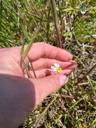 Ager-stedmoderblomst - Viola arvensis