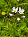 Engkarse - Cardamine pratensis