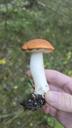 Aspe-skælrørhat - Leccinum albostipitatum