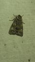 Poppelugle - Acronicta megacephala
