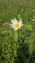 Hvid okseøje - Leucanthemum vulgare