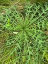Kær-tidsel - Cirsium palustre