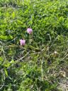 Engelskgræs - Armeria maritima