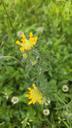 Rundbælg - Anthyllis vulneraria