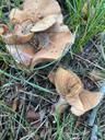 Mose-mælkehat - Lactarius helvus