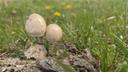 Ring-glanshat - Panaeolus semiovatus