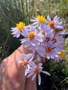 Strandasters - Tripolium pannonicum