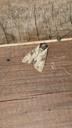 Rustugle - Apamea crenata