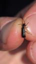 Blank myrebille - Tillus elongatus