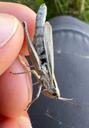 Strandengsgræshoppe - Chorthippus albomarginatus