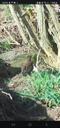 Vindrossel - Turdus iliacus