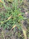 Horse-tidsel - Cirsium vulgare