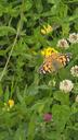 Tidselsommerfugl - Vanessa cardui