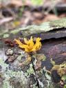 Liden guldgaffel - Calocera cornea