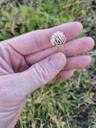Jordbær-kløver - Trifolium fragiferum