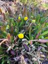 Firkløft - Cotula coronopifolia