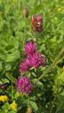Rød-kløver - Trifolium pratense