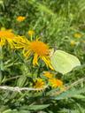 Citronsommerfugl - Gonepteryx rhamni
