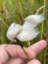Smalbladet kæruld - Eriophorum angustifolium
