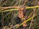 Kvadratedderkop - Araneus quadratus