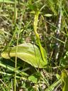 Slangetunge - Ophioglossum vulgatum