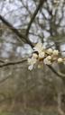 Mirabel - Prunus cerasifera