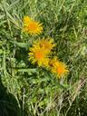 Soløje-alant - Inula britannica