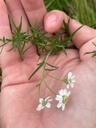 Nyse-røllike - Achillea ptarmica
