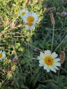Kron-okseøje - Glebionis coronaria