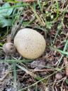 Almindelig bruskbold - Scleroderma citrinum