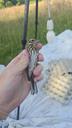 Skovpiber - Anthus trivialis