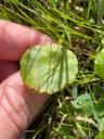 Vandnavle - Hydrocotyle vulgaris