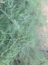 Asparges - Asparagus officinalis