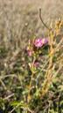 Mark-tusindgylden - Centaurium erythraea