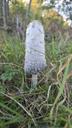 Stor parykhat - Coprinus comatus